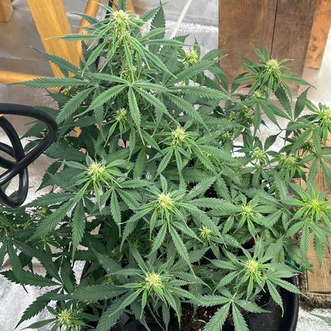 Lemon Haze Auto growlog photo: H2O