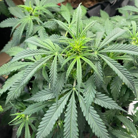 Lemon Haze Auto growlog timeline photo