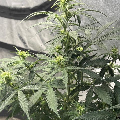 Lemon Haze Auto growlog timeline photo