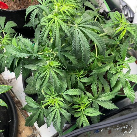 Lemon Haze Auto growlog timeline photo