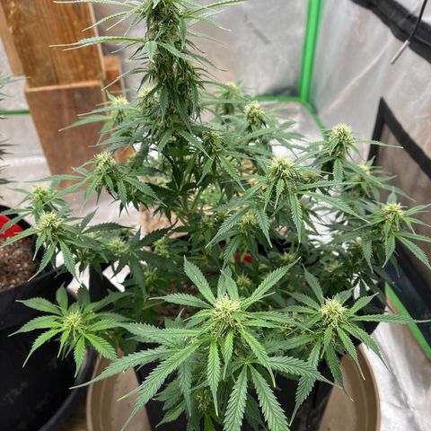 Lemon Haze Auto growlog timeline photo