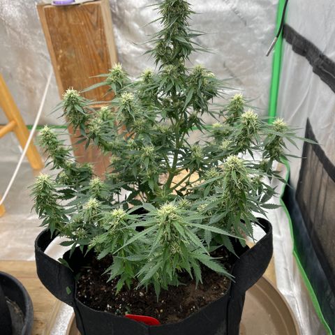 Lemon Haze Auto growlog timeline photo