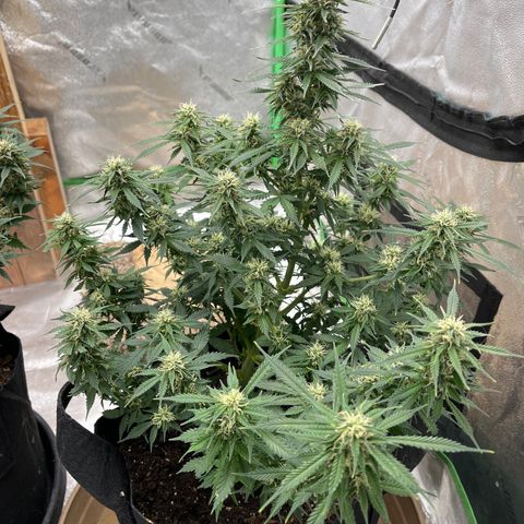 Lemon Haze Auto growlog timeline photo