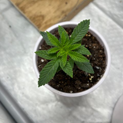 Granddaddy Purp growlog timeline photo