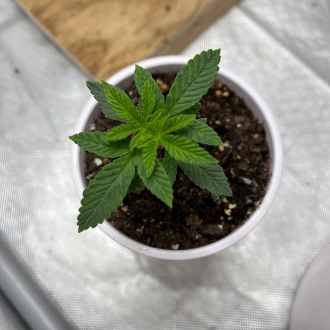 Granddaddy Purp growlog timeline photo