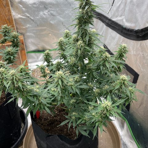 Lemon Haze Auto growlog timeline photo