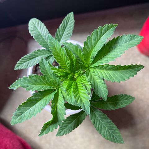 Granddaddy Purp growlog timeline photo
