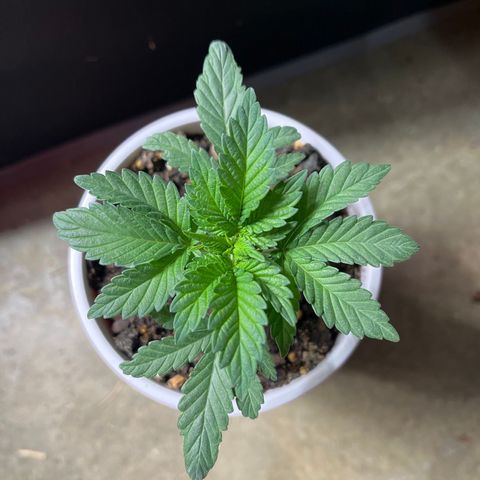Granddaddy Purp # 2 growlog timeline photo