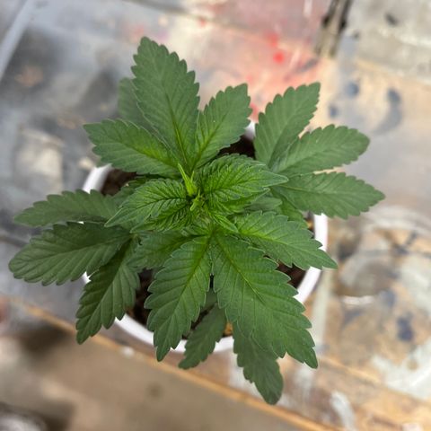 Granddaddy Purp growlog timeline photo