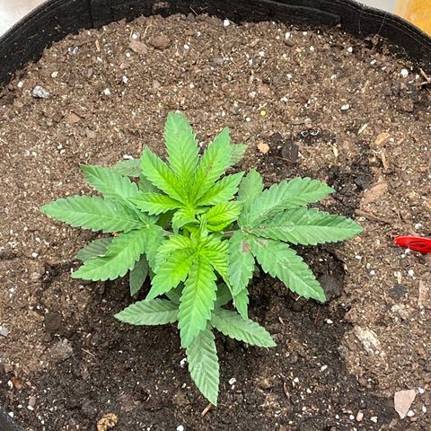 Granddaddy Purp growlog timeline photo