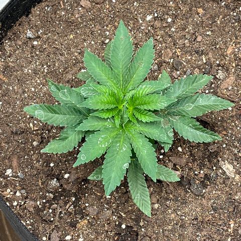 Granddaddy Purp growlog timeline photo