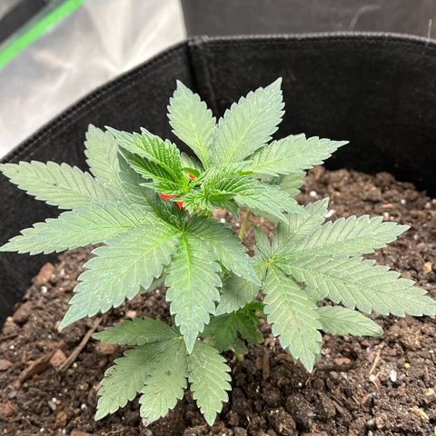 Granddaddy Purp # 2 growlog timeline photo
