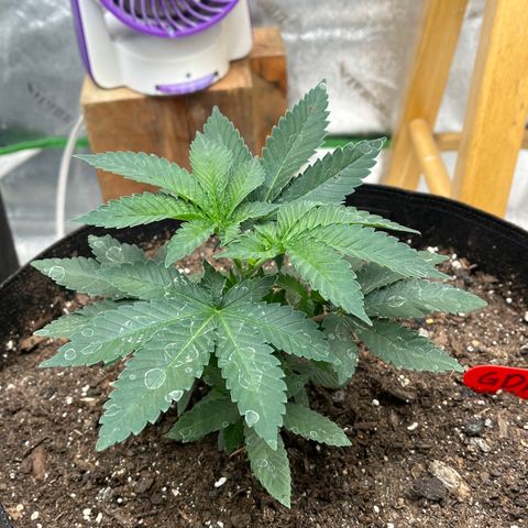 Granddaddy Purp growlog timeline photo