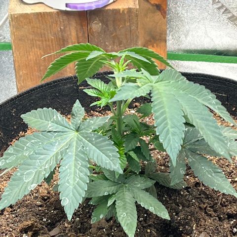 Granddaddy Purp growlog timeline photo
