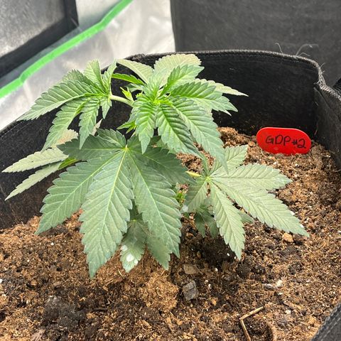Granddaddy Purp # 2 growlog timeline photo