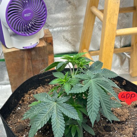 Granddaddy Purp growlog timeline photo