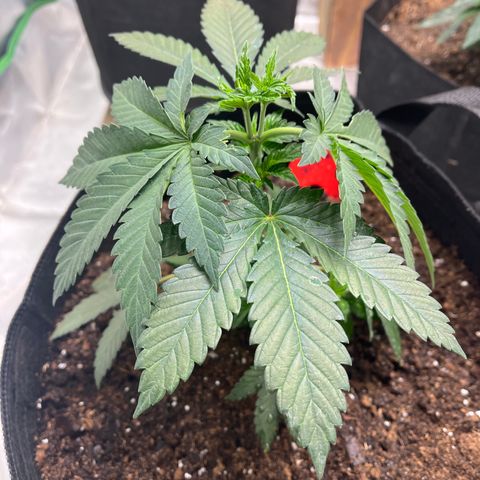 Granddaddy Purp # 2 growlog timeline photo