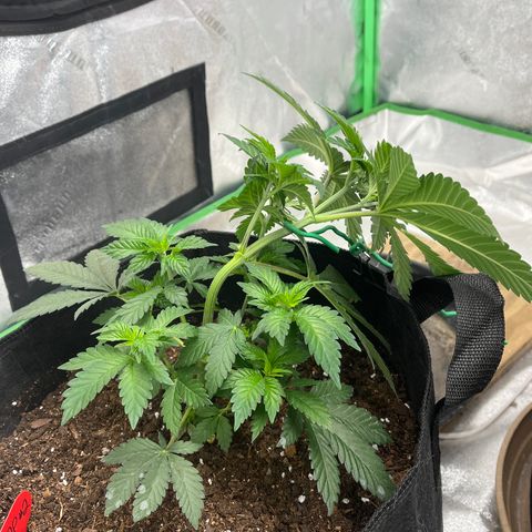 Granddaddy Purp # 2 growlog timeline photo