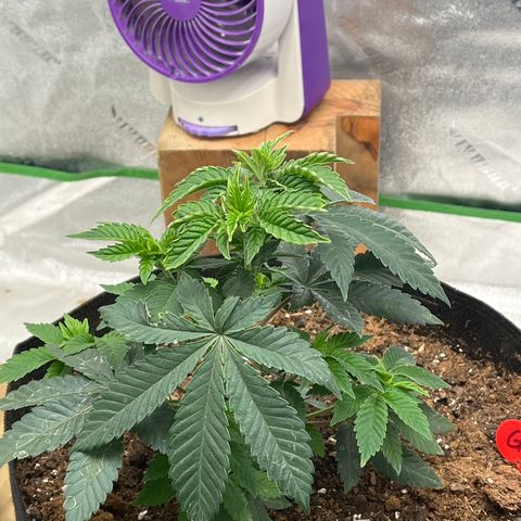 Granddaddy Purp growlog timeline photo