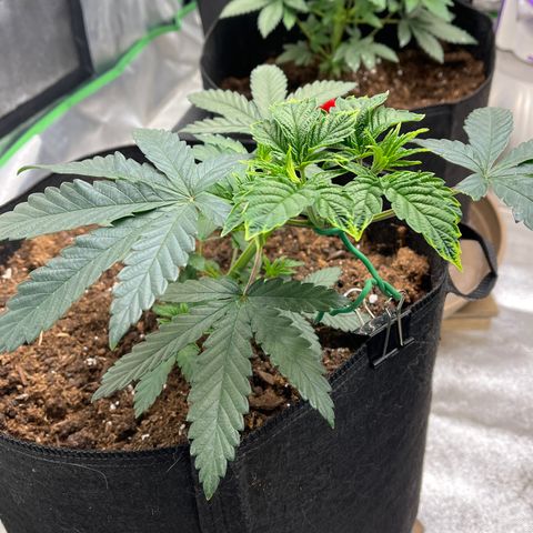 Granddaddy Purp growlog timeline photo