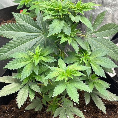 Granddaddy Purp # 2 growlog timeline photo