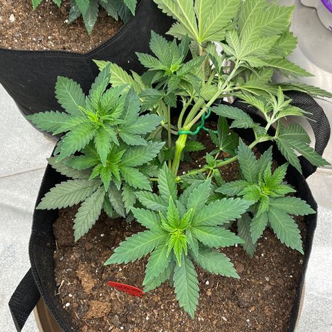 Granddaddy Purp # 2 growlog timeline photo