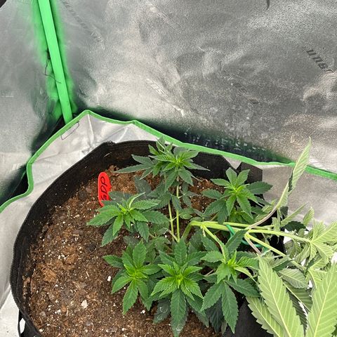 Granddaddy Purp growlog timeline photo