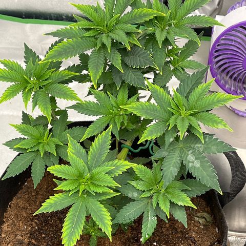 Granddaddy Purp # 2 growlog timeline photo