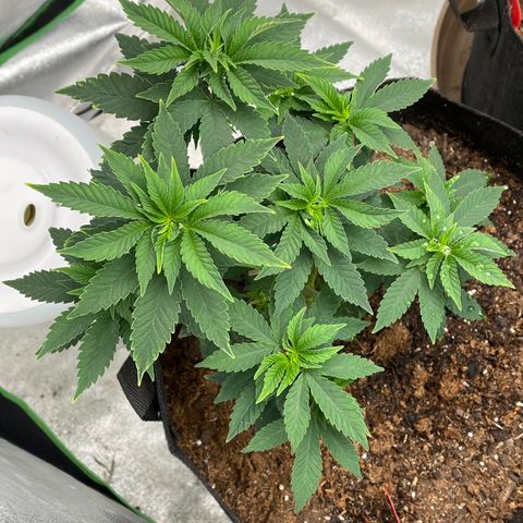 Granddaddy Purp growlog timeline photo