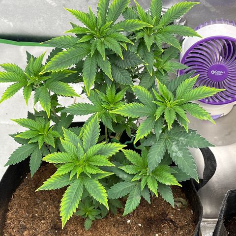 Granddaddy Purp # 2 growlog timeline photo