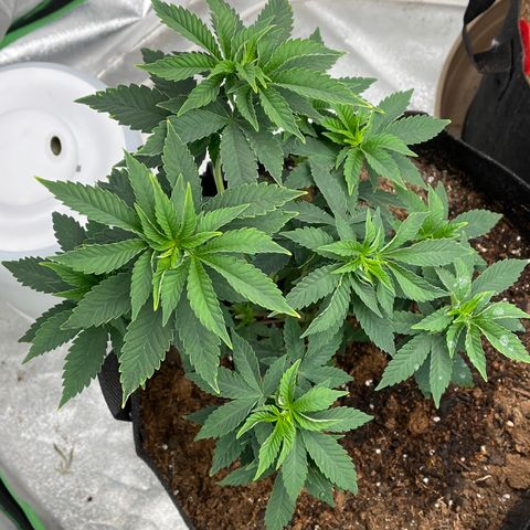 Granddaddy Purp growlog timeline photo