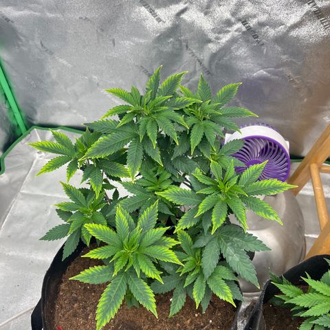 Granddaddy Purp # 2 growlog timeline photo