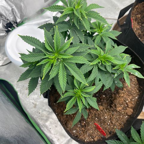 Granddaddy Purp growlog timeline photo