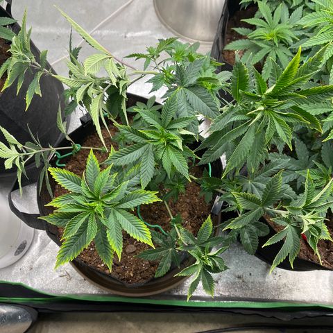 Granddaddy Purp # 2 growlog timeline photo