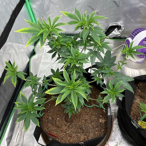 Granddaddy Purp # 2 growlog timeline photo