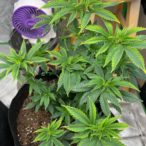 Granddaddy Purp # 2 growlog timeline photo