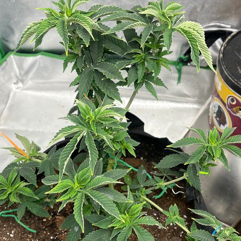 Granddaddy Purp growlog timeline photo