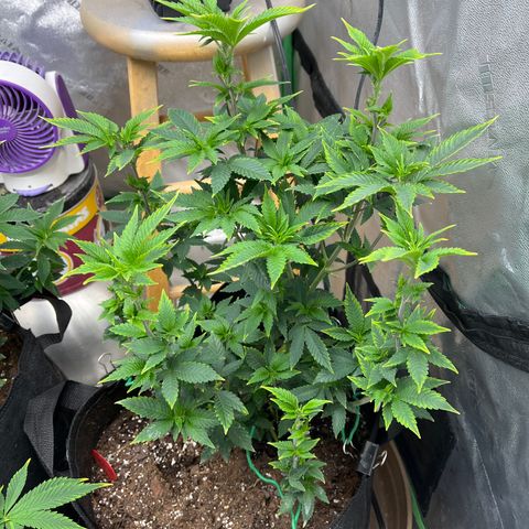 Granddaddy Purp # 2 growlog timeline photo