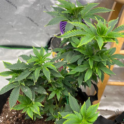 Granddaddy Purp # 2 growlog timeline photo