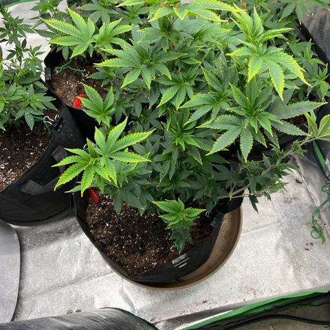 Granddaddy Purp # 2 growlog timeline photo