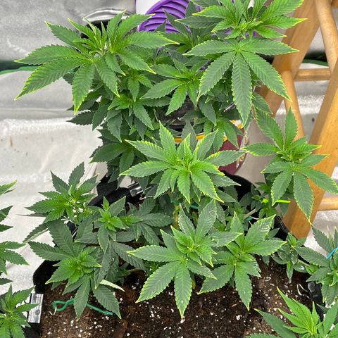Granddaddy Purp growlog timeline photo