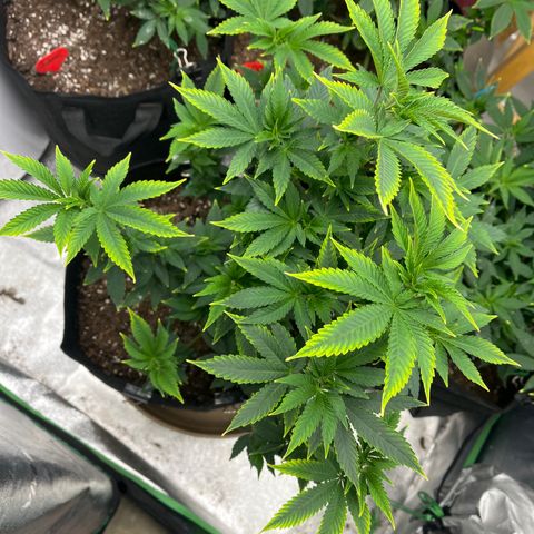 Granddaddy Purp # 2 growlog timeline photo