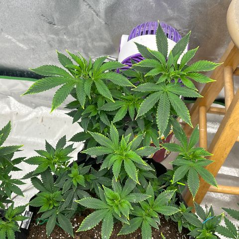 Granddaddy Purp growlog timeline photo