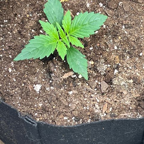 Meringue growlog timeline photo