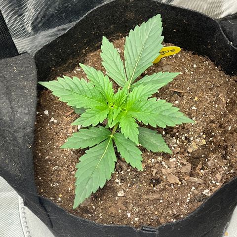 Meringue growlog timeline photo