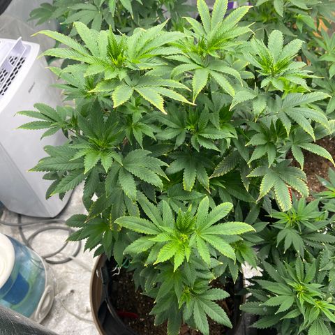 Granddaddy Purp # 2 growlog timeline photo