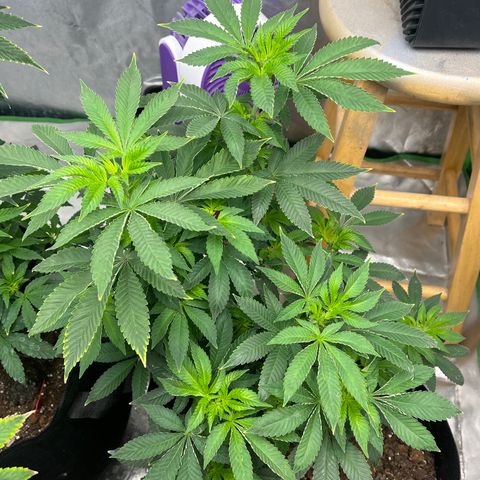 Granddaddy Purp growlog timeline photo