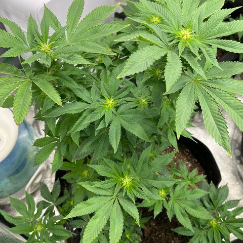 Granddaddy Purp growlog timeline photo
