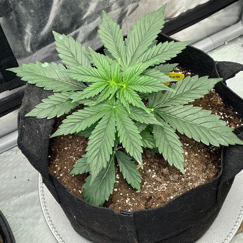 Meringue growlog timeline photo