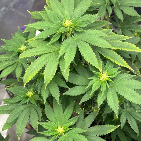 Granddaddy Purp # 2 growlog timeline photo